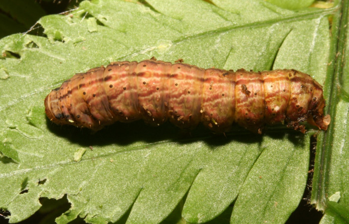 Figura 7. Larva <i>Dusponera fannia</i> (Erebidae), Último estadio posición dorsal, mide 35 mm aproximadamente. Planta hospedera <i>Alsophila firma</i> (Cyatheaceae). Voucher: 11-SRNP-40367-DHJ482724.jpg.