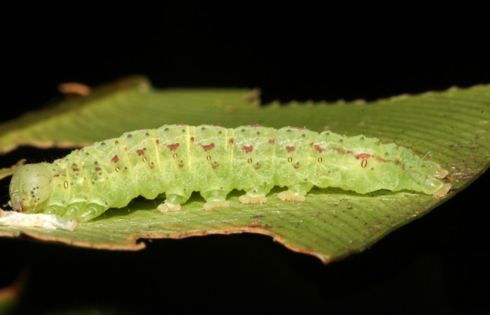 Figura 8. Larva <i>Dusponera fannia</i> (Erebidae), Cuarto estadio posición lateral, mide 35 mm aproximadamente. Planta hospedera, <i>Alsophila firma</i> (Cyatheaceae). Voucher: 14-SRNP-44574-DHJ724243.jpg.