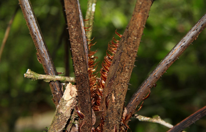 Figura 18. Planta <i>Alsophila firma</i> (Cyatheaceae), posición tallo. Foto tomada el 24 julio 2019 por Jose Perez, mide 3 metros aproximadamente.