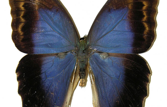  Adulto de [I]Caligo illioneus[/I] (Nymphalidae) macho en posición dorsal. Voucher 05-SRNP-2276-DHJ309486.jpg   Sector San Cristóbal, Río Blanco Abajo.