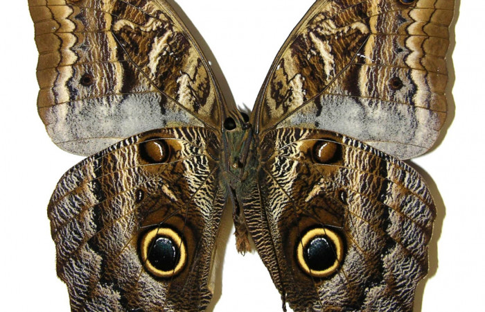  Adulto de [I]Caligo illioneus[/I] (Nymphalidae) macho en posición ventral. Voucher 05-SRNP-2276-DHJ309487.jpg  Sector San Cristóbal, Río Blanco Abajo.