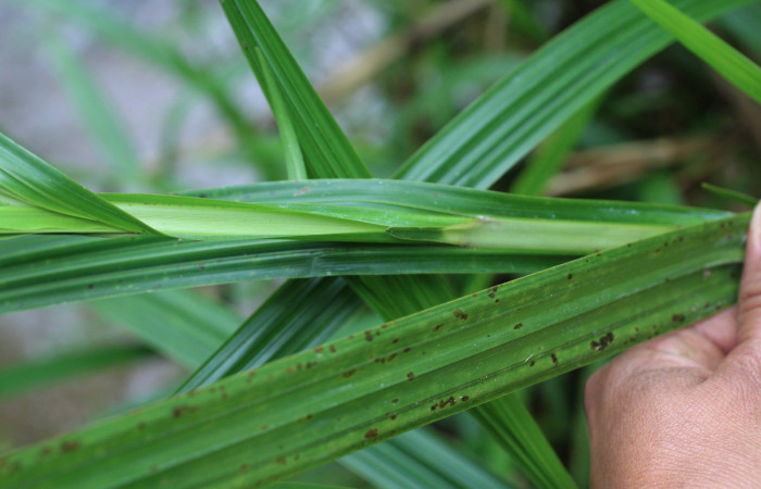  Detalles de Planta hospedera [I]Scleria latifolia[/I] (Cyperaceae) Puente Palma 30 Julio 2014.