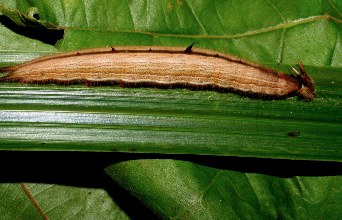  Larva de [I]Caligo illioneus[/I] (Nymphalidae) en posicion lateral en PU estadio. Voucher 05-SRNP-7802-DHJ415414.jpg Sector San Cristobal, Rio Blanco Abajo.