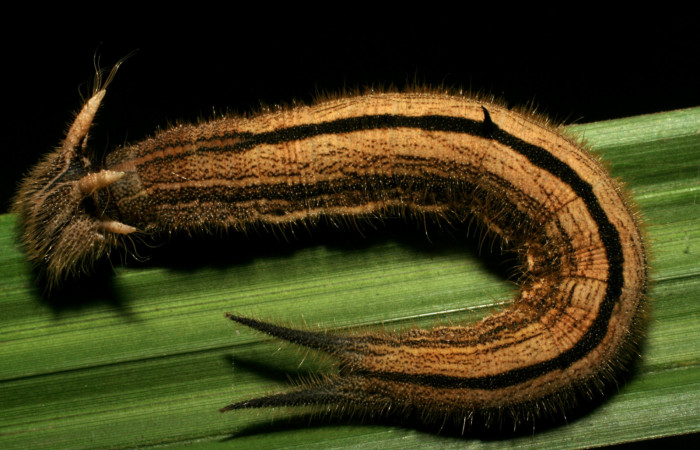  Larva de [I]Caligo illioneus[/I] (Nymphalidae) en U estadio. Voucher 05-SRNP-7801DHJ405501.jpg Sector San Cristobal Rio Blanco Abajo.