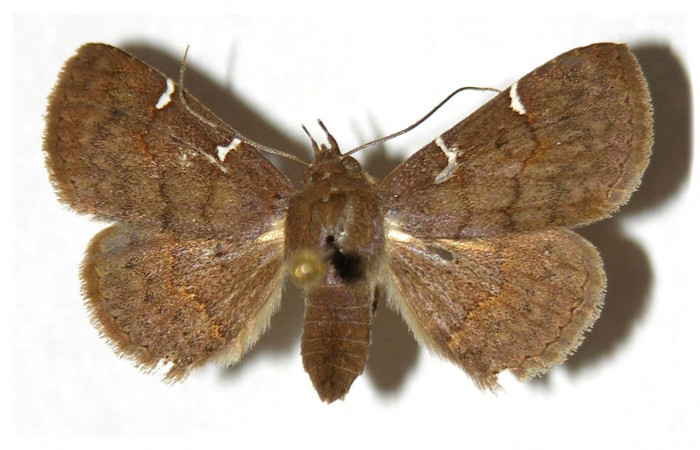 Fig.10  Adulto <i>Antiblemma laranda</i>  dorsal. hembra. Voucher: 97-SRNP-388-DHJ315366.jpg