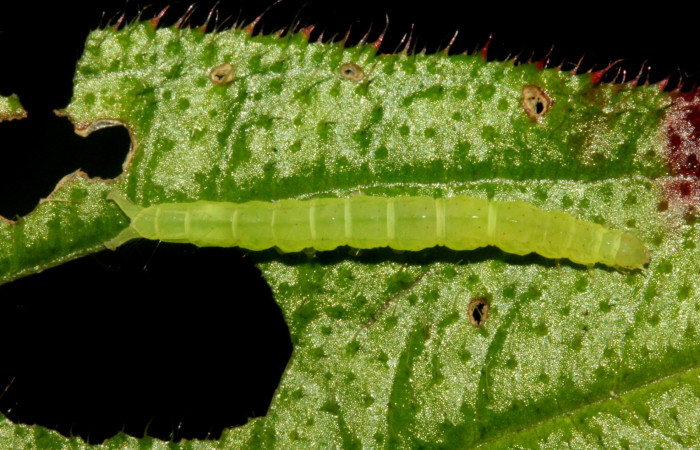 Fig.1 Larva <i>Antiblemma strigatula</i>  en penúltimo estadío mostrando la parte dorsolateral.  Voucher: 10-SRNP-2339-DHJ470611.jpg
