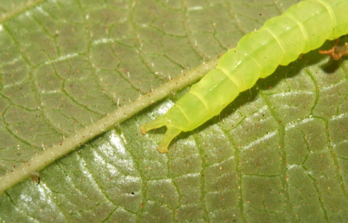 Fig.2 Larva  <i>Antiblemma strigatula</i> en último estadío mostrando la parte propatas, caracteristica. importante de la familia Erebidae Voucher:12-SRNP-43981-DHJ707287.jpg
