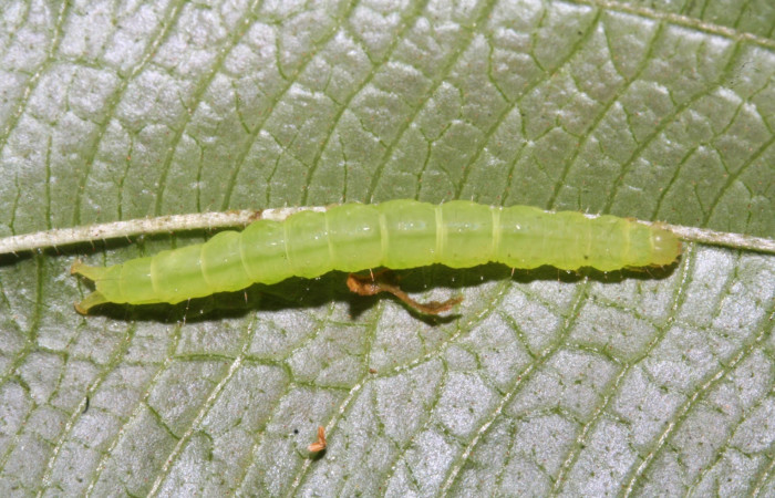Fig .3  Larva <i>Antiblemma strigatula</i>  en último estadio mostrando parte lateral. Voucher: 12-SRNP-43981-DHJ707283.jpg
