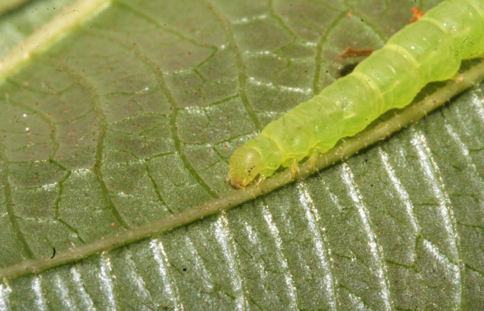 Fig .4  Larva <i>Antiblemma strigatula</i>  en último estadio mostrando parte frontal. Voucher: 12-SRNP-43981-DHJ707286.jpg
