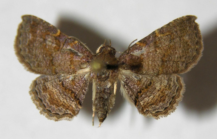 Fig.6 Adulto <i>Antiblemma strigatula</i>  dorsal. Macho. Voucher: 05-SRNP-32245-DHJ356342.jpg
