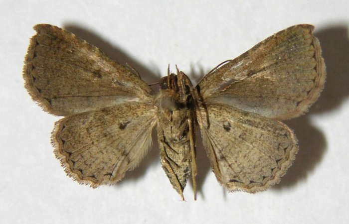 Fig.7 Adulto <i>Antiblemma strigatula</i>  ventral. Macho. Voucher: 05-SRNP-32245-DHJ356343.jpg