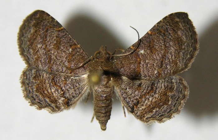 Fig.8 Adulto <i>Antiblemma strigatula</i>  dorsal. hembra. Voucher: 06-SRNP-34302-DHJ353956.jpg
