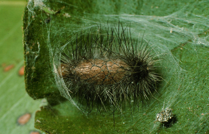 Fig. 10 Prepupa <i>Hypercompe albescens</i> (Erebidae), Area Administrativa. Sector Santa Rosa, 295 m. 95-SRNP-7265-DHJ24652.
