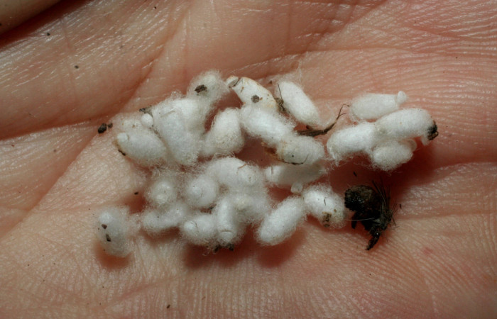 Fig. 12 Capullos de Braconidae salio de larva <i>Hypercompe albescens</i> (Erebidae),  Quebrada Heliconia. Sector Santa Rosa, 06-SRNP-45747-DHJ461747.