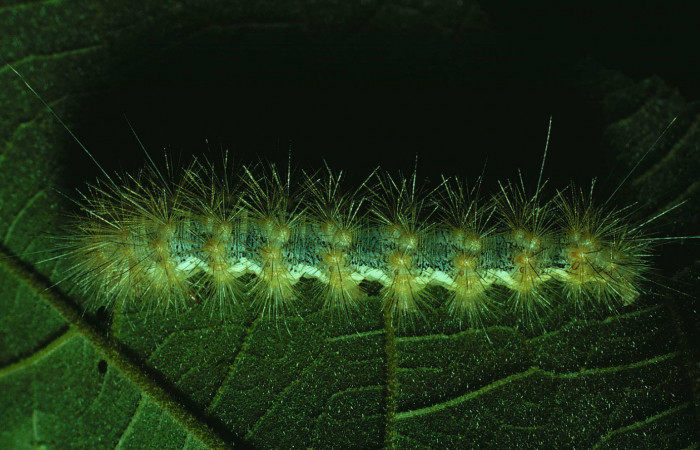 Fig. 5 Larva <i>Hypercompe albescens</i> (Erebidae), mide 44mm. Area Administrativa. Sector Santa Rosa, 295 m.81-SRNP-260-DHJ2314.