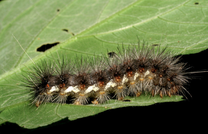 Fig. 7 Larva <i>Hypercompe albescens</i> (Erebidae), mide 55mm. Area Administrativa. Sector Santa Rosa, 295 m.06-SRNP-17309-DHJ411555.
