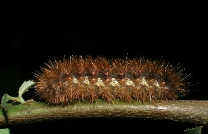 Fig. 8 Larva <i>Hypercompe albescens</i> (Erebidae), mide 30mm Vado Cucaracho. Sector San Cristobal, 640 m. 08-SRNP-6377-DHJ448845.