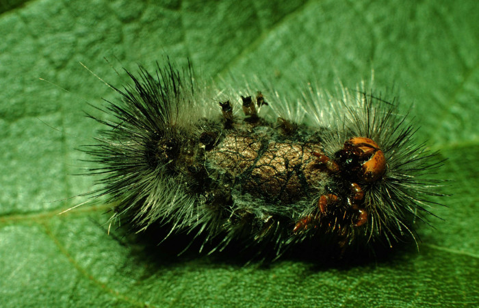 Fig. 9 Prepupa <i>Hypercompe albescens</i> (Erebidae), mide 23mm Cerco Piedra. Sector Santa Rosa, 285 m. 97-SRNP-3245-DHJ42193.