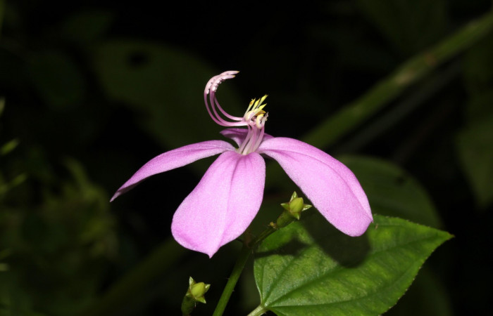 Forma filamentos de <i>Arthrostemma ciliatum</i>, Estación Pitilla (ACG)