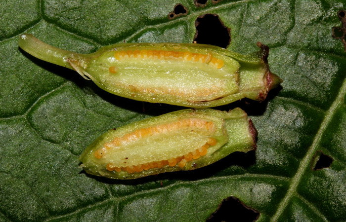 Fruto disectado de <i>Arthrostemma ciliatum</i>, Estación Pitilla (ACG)