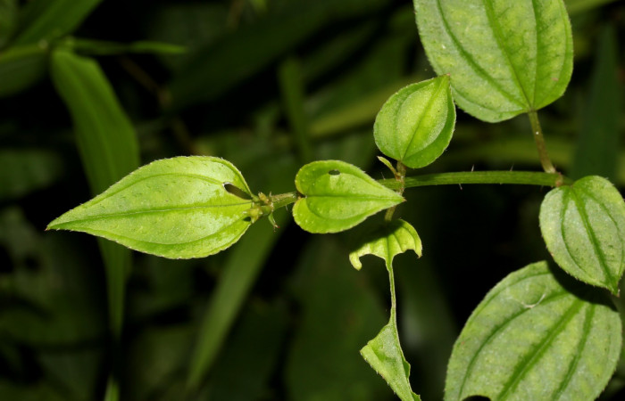 Posición hojas <i>Arthrostemma ciliatum</i>, Estación Pitilla (ACG)