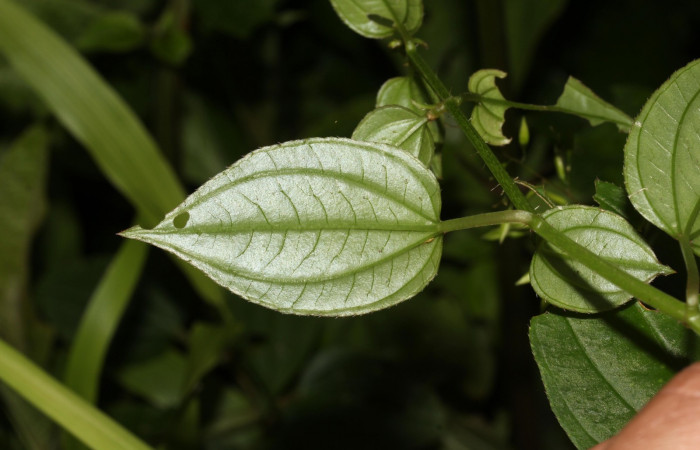 Hoja énves <i>Arthrostemma ciliatum</i>, Estación Pitilla (ACG)