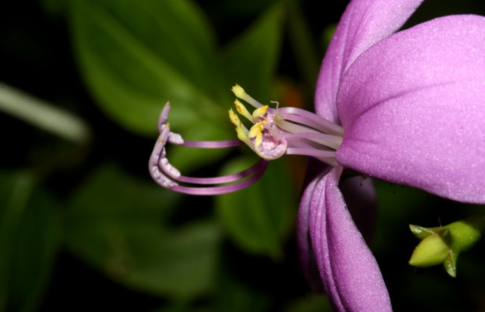 Filamentos y anteras de <i>Arthrostemma ciliatum</i>, Estación Pitilla (ACG)