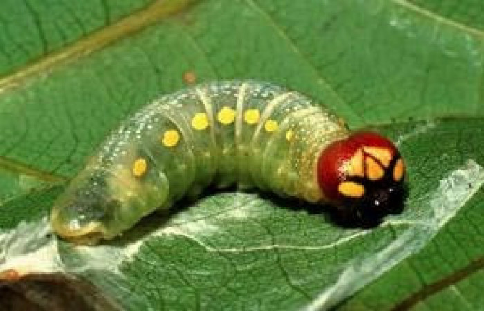  Sector Rincon Rain Forest,Area de Conservacion Guanacaste,Sendero Crater (980m;) <i>Riden</i>s Burns01 (Hesperiidae) 01-SRNP-1474-DHJ57590.jpg ultimo estadio