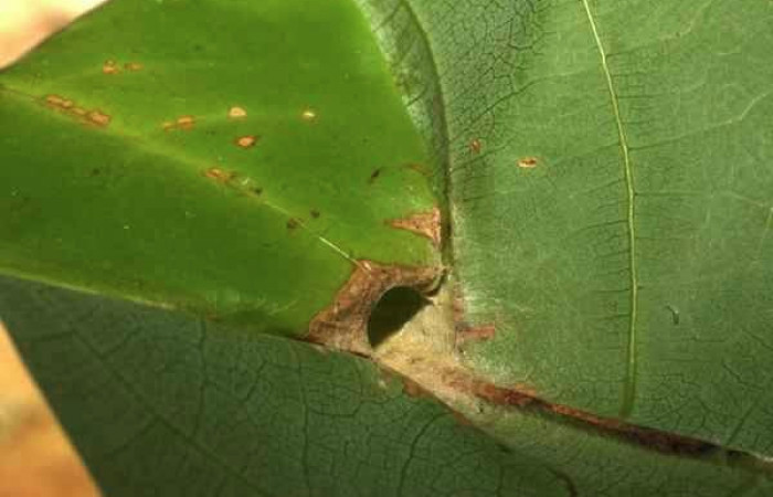  Casa de <i>Ridens</i> Burns01 11-SRNP-30139-DHJ481437.jpg su planta hospedera <i>Persea veraguansensis</i> Sendero Mismo Estacion Pitilla 680  larva en
prepupa familia (Hesperiidae)