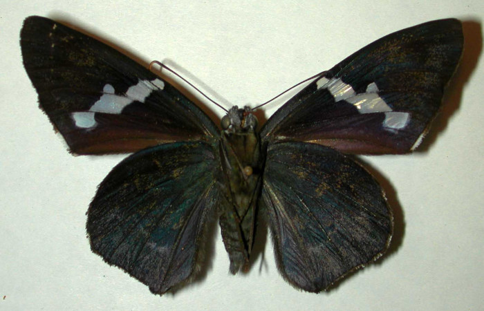   Adulto de <i>Narcosius samson</i> (Hesperiidae) (99-SRNP-5933-DHJ31873.jpg) en posición ventral.