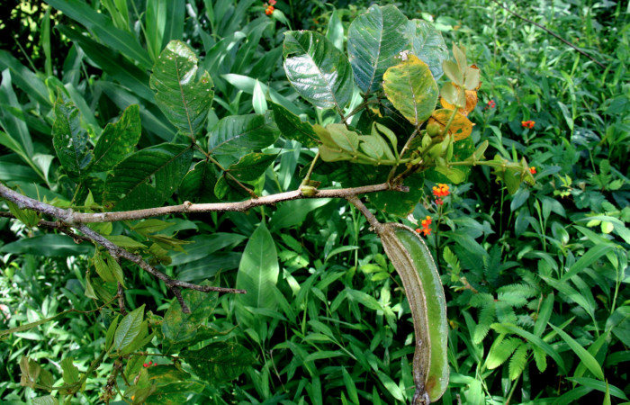   Fruto de <i>Inga sapindoides</i> (Fabaceae) de <i>Narcosius samson</i> (Hesperiidae) Sector San Cristóbal, Finca San Gabriel 16 Octubre 2013.
