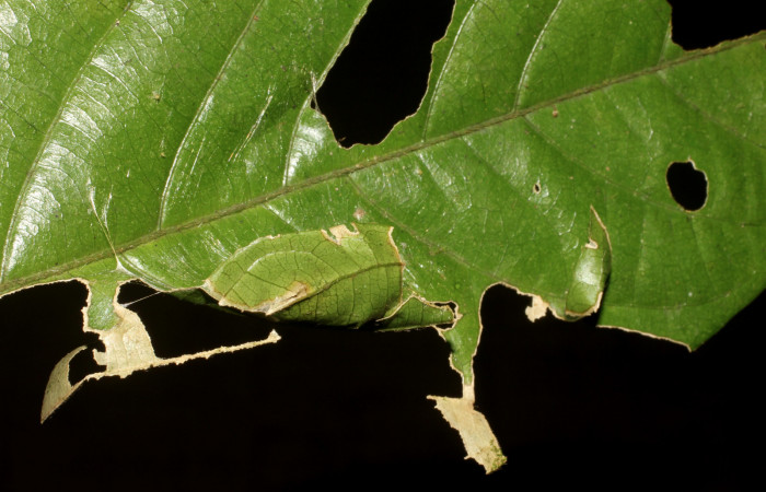  Casa de Larva de <i>Narcosius samson</i> (Hesperiidae) en PU (11-SRNP-32136-DHJ494793.jpg) Estacion Pitilla, Pasmompa.