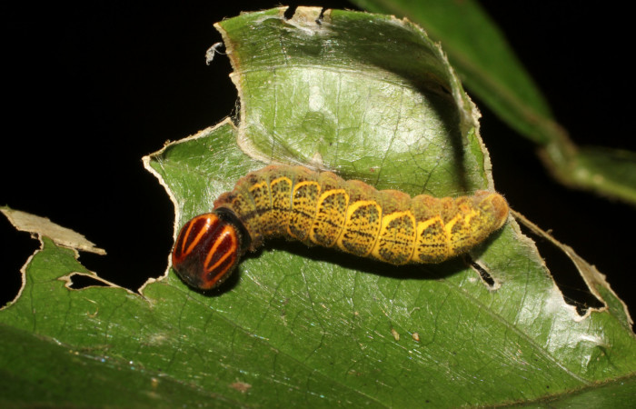   Casa de Larva de <i>Narcosius samson</i> (Hesperiidae) en PU (11-SRNP-232136-DHJ494798.jpg) Estacion Pitilla, Pasmompa.