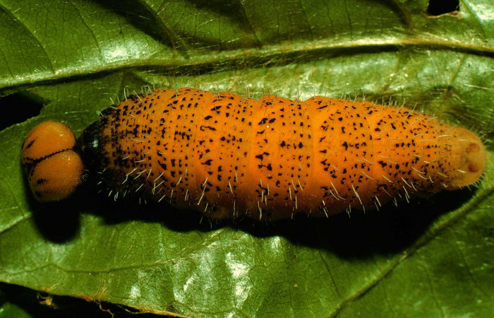   Larva de <i>Narcosius samson</i> (Hesperiidae) en posicion dorsal en U (97-SRNP-7047-DHJ46503.jpg) Sector San Cristóbal Sitio San Gerónimo.