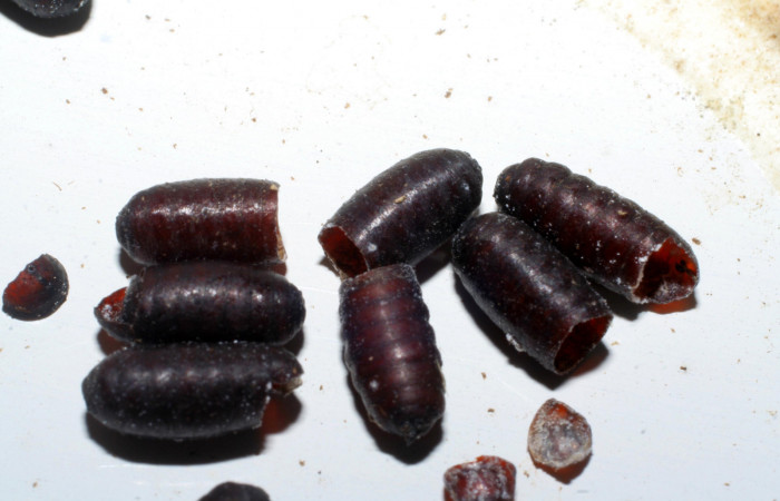   Parasitos de tachinidae en Larva de <i>Narcosius samson</i> (Hesperiidae) en U estadio (04-SRNP-60671-DHJ429538.jpg) Sector San Cristóbal Finca San Gabriel.