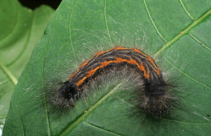 Figura 5. Larva <i>Zanola fieldi</i> (Apatelodidae), último estadío (U) vista dorsal, localidad Amonias, Sector Pitilla ACG (390m). Voucher: 09-SRNP-30098-DHJ450879.jpg.