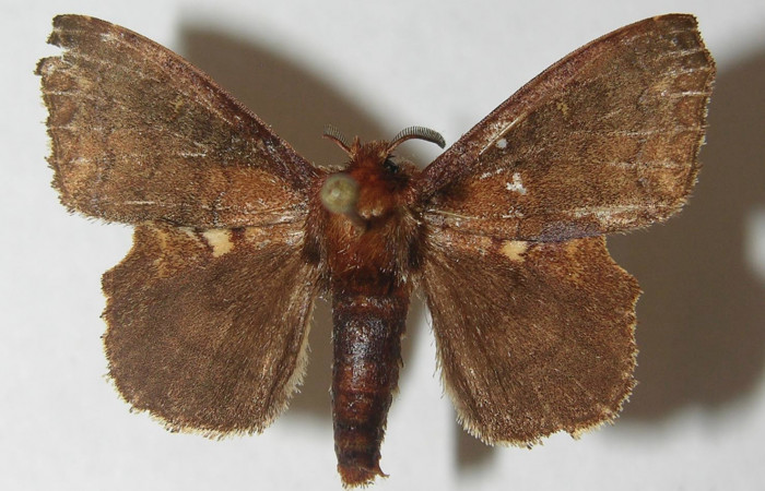 Figura 11. Adulto de <i>Zanola fieldi</i> (Apatelodidae), macho vista dorsal, localidad Meteorológico, Sector Del Oro ACG (590). Voucher: 10-SRNP-22180-DHJ538616.jpg.