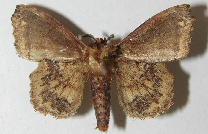 Figura 12. Adulto de <i>Zanola fieldi</i> (Apatelodidae), macho vista ventral, localidad Meteorológico, Sector Del Oro ACG (590m). Voucher: 10-SRNP-22180-DHJ538617.jpg.