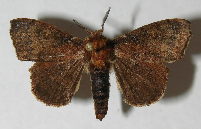 Figura 1. Adulto de <i>Zanola fieldi</i> (Apatelodidae), vista dorsal, localidad Flecha, Estación  Biológica Leiva, Sector Rincón Rain Forest ACG (491m). Voucher: 12-SRNP-69940-DHJ565164.jpg.