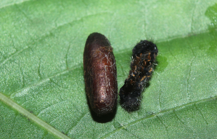 Figura 13. Capullo de parásito <i>Diradops</i> poirenaDHJ05 (Ichneumonidae) que ataca <i>Zanola fieldi</i> (Apatelodidae), localidad Medrano, Estación Biológica Quica, Sector Pitilla ACG (380m). Voucher: 14-SRNP-71822-DHJ726172.jpg.