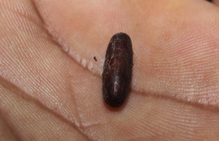 Figura 14. Capullo de parásito <i>Diradops</i> poirenaDHJ05 Ichneumonidae que ataca <i>Zanola fieldi</i> (Apatelodidae), localidad Medrano, Estación Biológica Quica, Sector Pitilla ACG (380m). Voucher: 14-SRNP-71822-DHJ726175.jpg.