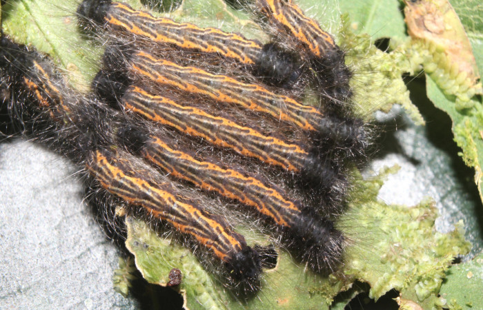 Figura 3. Larvas <i>Zanola fieldi</i> (Apatelodidae), tercer estadío (PPU) vista dorsal, localidad Sendero Manguera, Estación Biológica Quica, Sector Pitilla ACG (470m). Voucher: 17-SRNP-70220-DHJ733569.jpg.