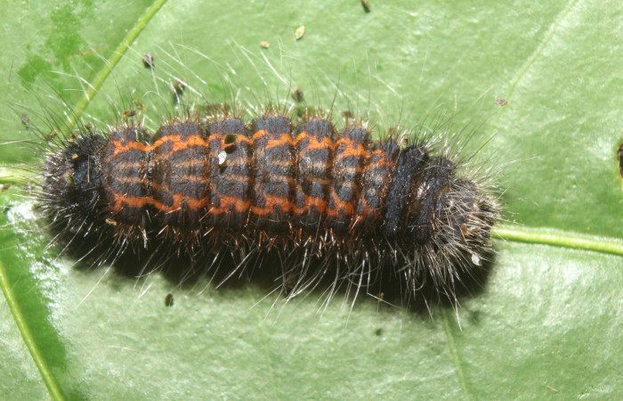 Figura 6. Prepupa de <i>Zanola fieldi</i> (Apatelodidae), vista dorsal, localidad Sendero Manguera, Estación Biológica Quica, Sector Pitilla ACG (470m). Voucher: 17-SRNP-70220-DHJ733688.jpg.