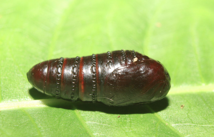 Figura 8. Pupa de <i>Zanola fieldi</i> (Apatelodidae), vista lateral, localidad Sendero Manguera, Estación Biológica Quica, Sector Pitilla ACG (470m). Voucher: 17-SRNP-70220-DHJ733727.jpg.