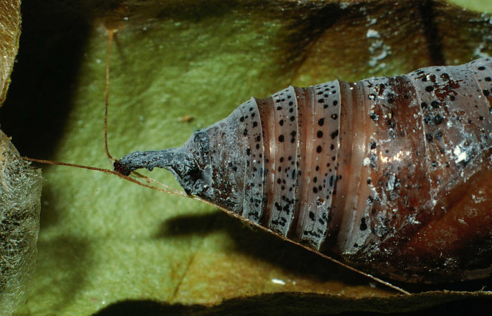  pupa de <i>Narcosius colossus</i> (Hesperiidae) en posición lateral de la cola. Voucher 02-SRNP-8171-DHJ65190.jpg Sector Cacao, Sendero Arenales.