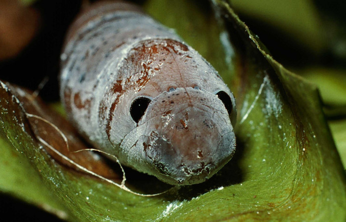  pupa de <i>Narcosius colossus</i> (Hesperiidae) en posición frontal de la cabeza. Voucher 02-SRNP-8171-DHJ65184.jpg Sector Cacao, Sendero Arenales.
