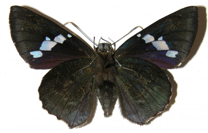  Adulto de <i>Narcosius colossus</i> (Hesperiidae) hembra en posición ventral. Voucher 04-SRNP-35268-DHJ306161.jpg 
