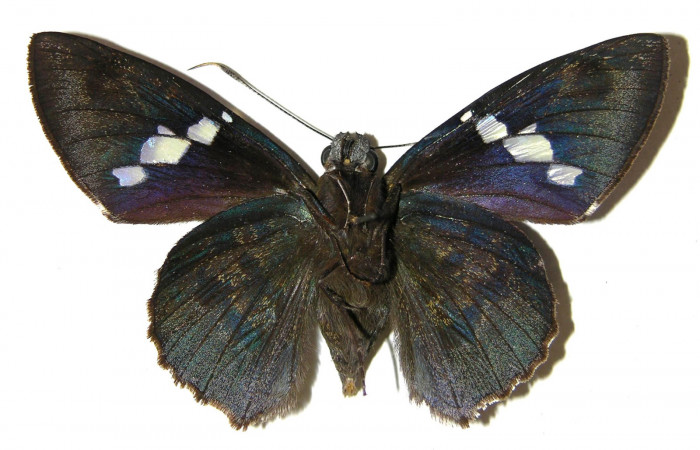  Adulto de <i>Narcosius colossus</i> (Hesperiidae) macho en posición ventral.Voucher 04-SRNP-35101-DHJ306163.jpg