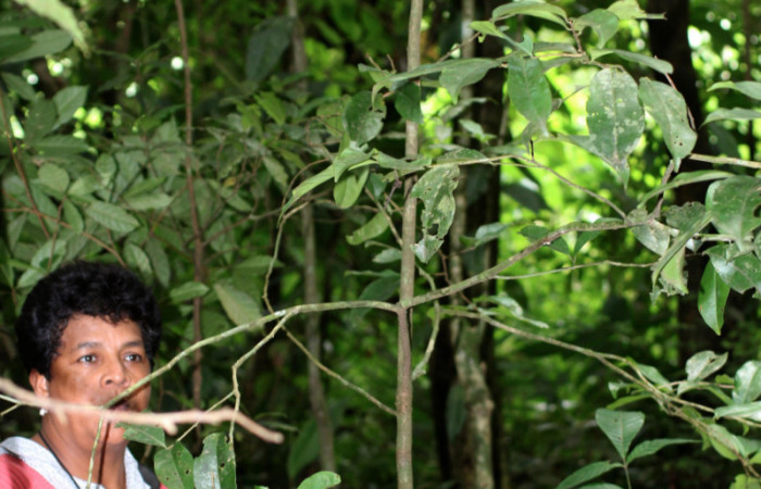  Planta hospedera de <i>Maytenis guyanensis</i> (Celastraceae) Cementerio Viejo, Sector San Cristóbal. Arbol mas o menos unos 3 metros de altura.