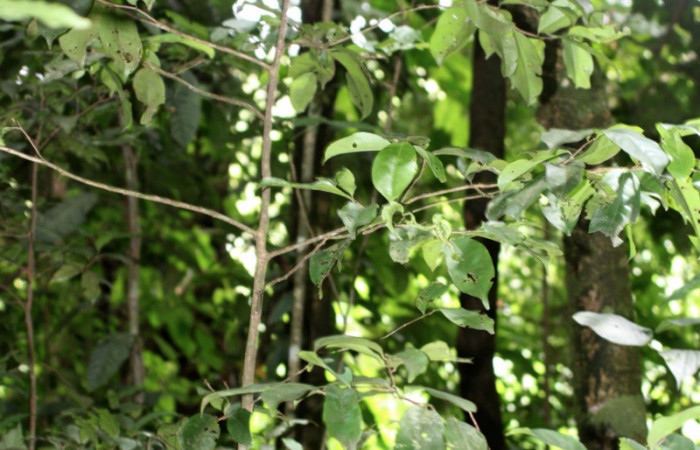 Planta hospedera de <i>Maytenis guyanensis</i> (Celastraceae) Cementerio Viejo, Sector San Cristóbal. Arbol mas o menos unos 3 metros de altura.